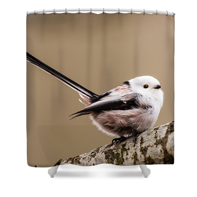 Long-tailed Tit Shower Curtain featuring the photograph Long-tailed tit wag the tail by Torbjorn Swenelius