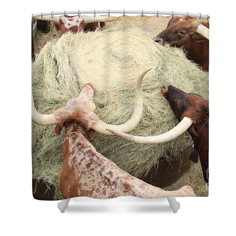 Longhorn Shower Curtain featuring the photograph Longhorn Puzzler by Toma Caul