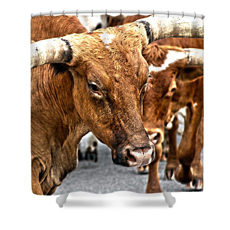 Longhorn Shower Curtain featuring the photograph Longhorns by Toni Hopper