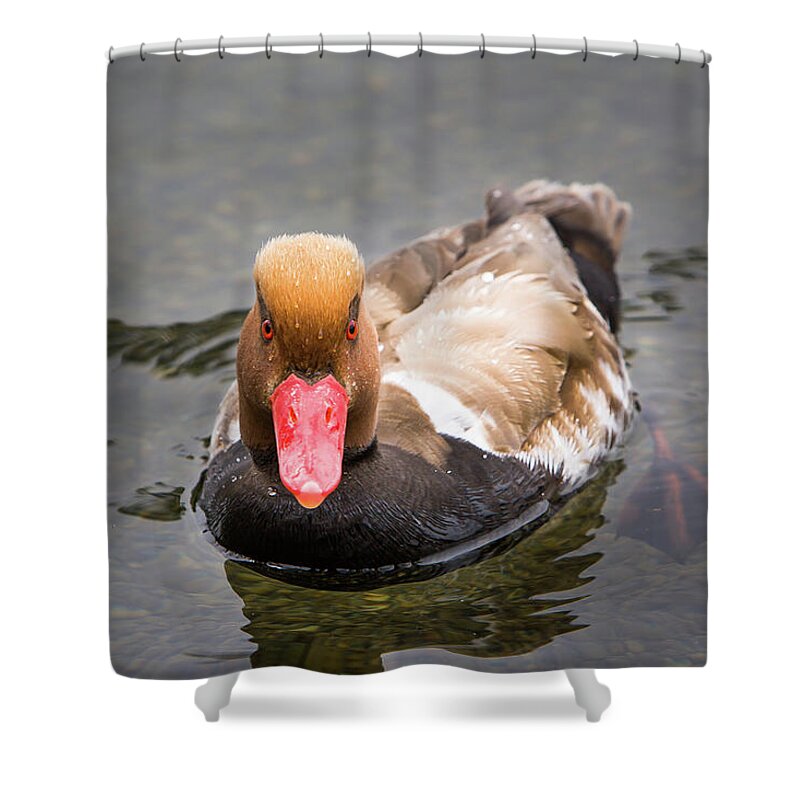 Animal Shower Curtain featuring the photograph Look into my Eyes by John Wadleigh