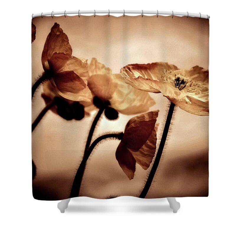  Shower Curtain featuring the photograph Looking around-148 by Emilio Arostegui
