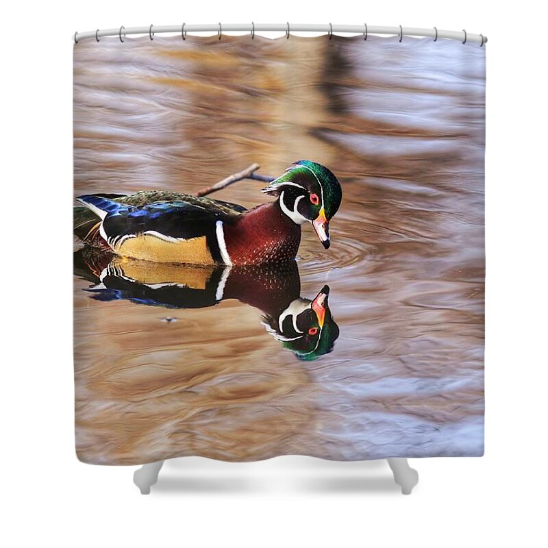 Looking At Me Shower Curtain featuring the photograph Looking at me by Lynn Hopwood