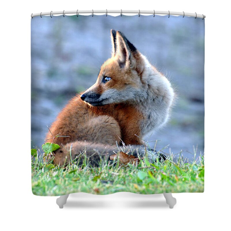 Red Fox Shower Curtain featuring the painting Looking back by AnnaJo Vahle