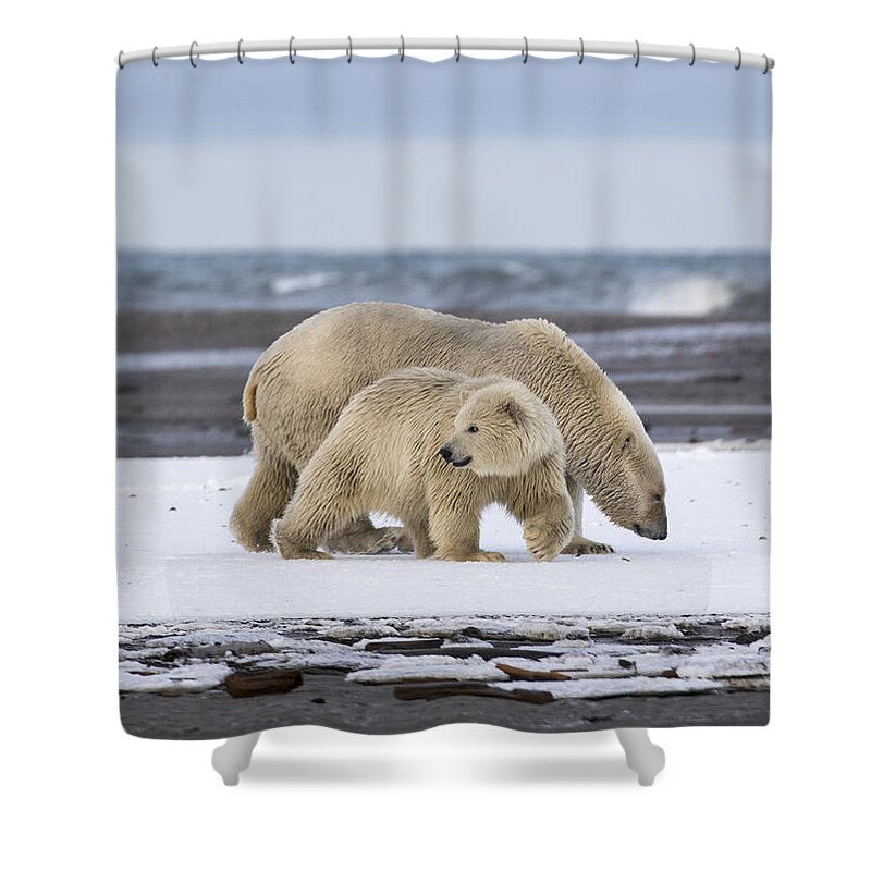 Animal Shower Curtain featuring the photograph Looking Back in the Arctic by Cheryl Strahl