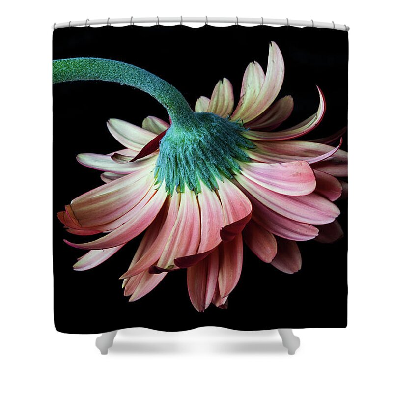 Daisy Shower Curtain featuring the photograph Looking Down by Tammy Ray