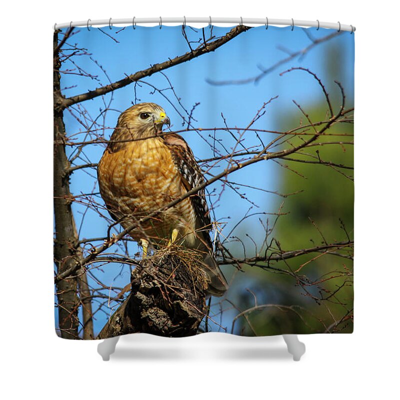 Still Hunting Shower Curtain featuring the photograph Georgia Wildlife Cooper's Hawk North Ameican Wildlife Art by Reid Callaway