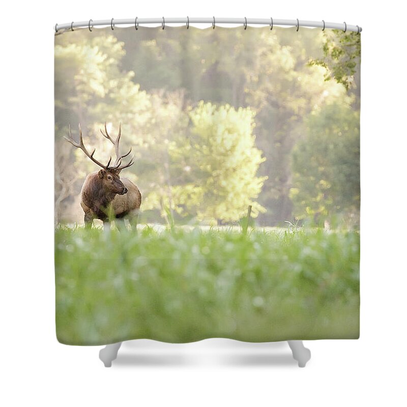 Elk Shower Curtain featuring the photograph Looking for Love by Eilish Palmer