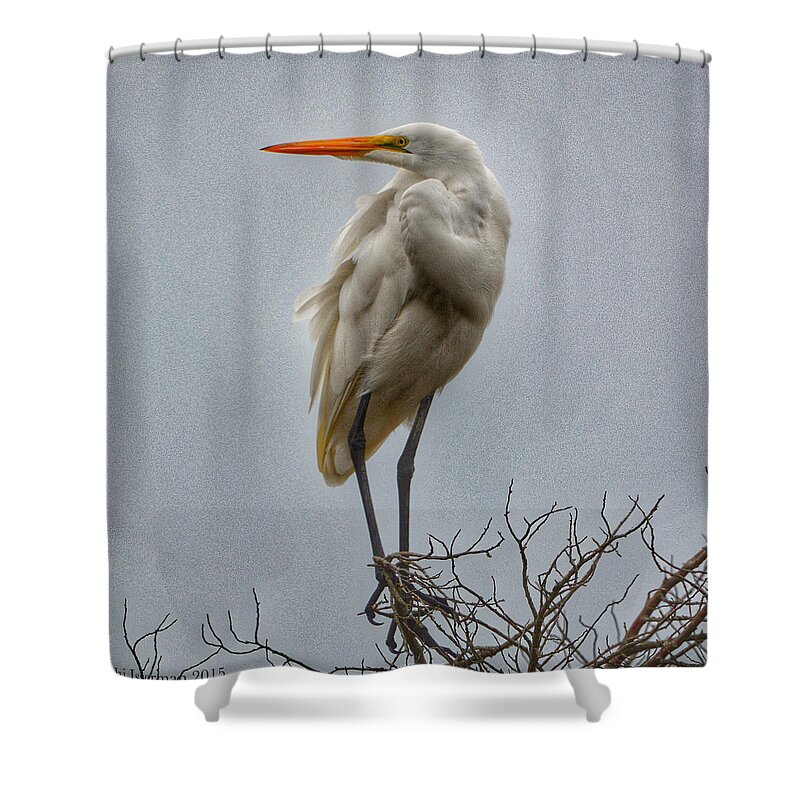 Bald Eagles Shower Curtain featuring the photograph Looking by Kathi Isserman