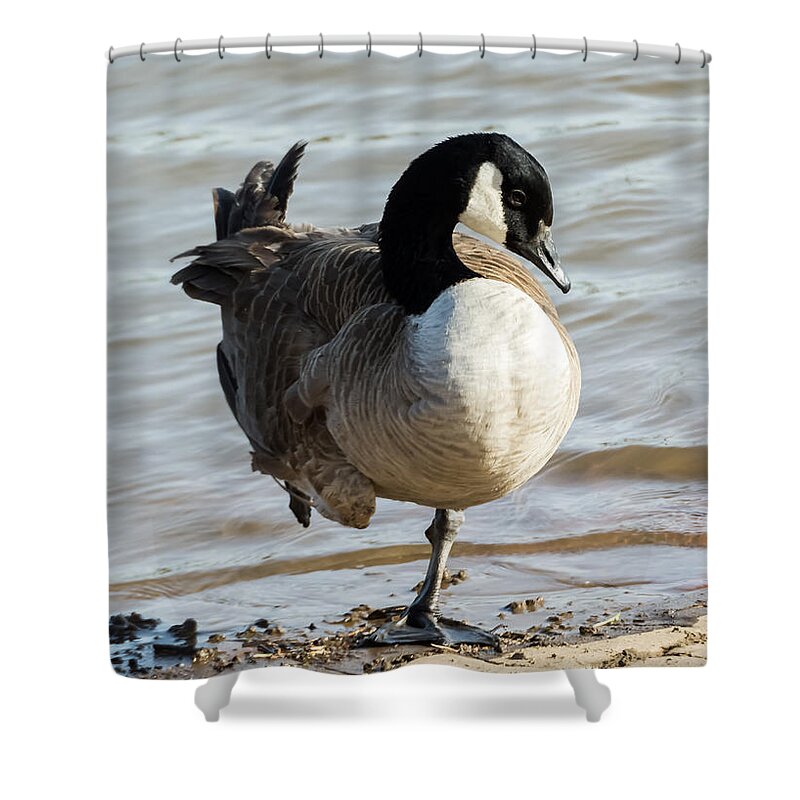 Jan Holden Shower Curtain featuring the photograph Canada Goose Looking Pretty by Holden The Moment