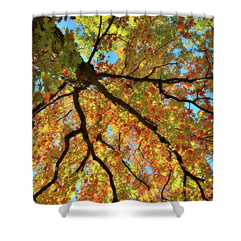 Cook County Shower Curtain featuring the photograph Looking Skyward at Cook County Fall Colors by Ray Mathis