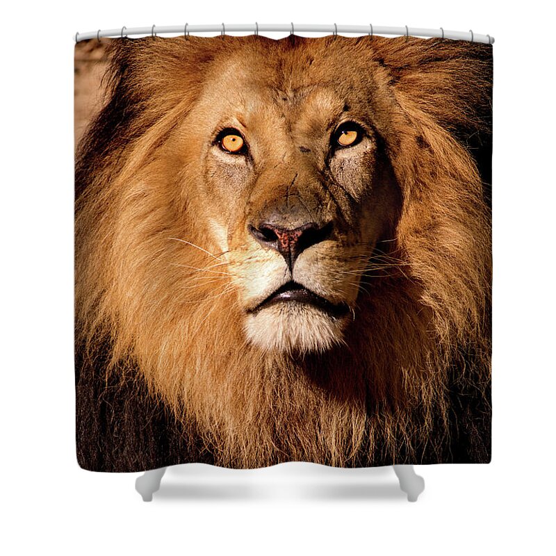 Animal Shower Curtain featuring the photograph Looking Up by Don Johnson