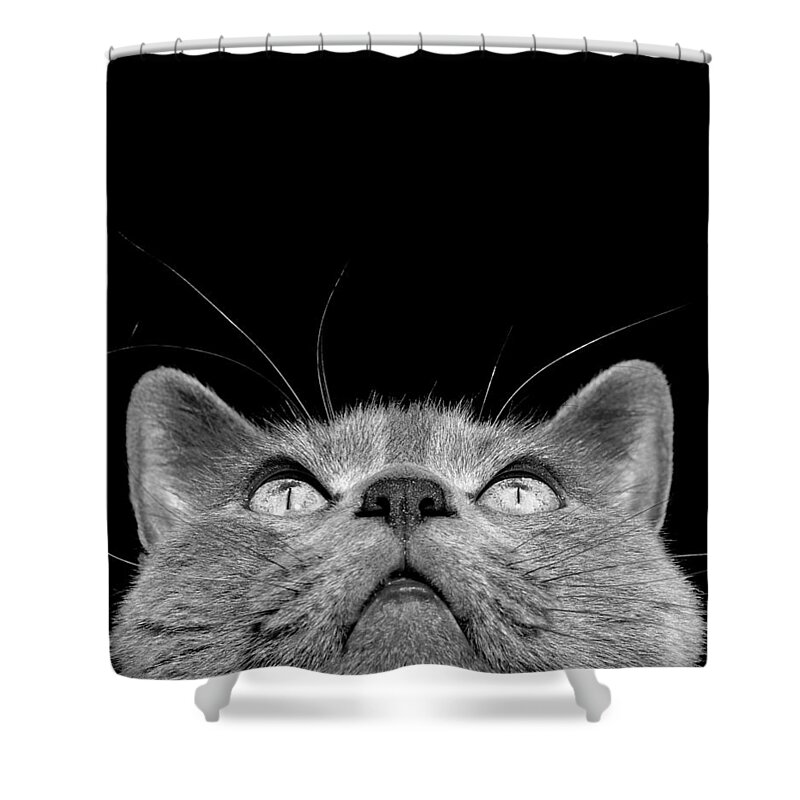 Cat Shower Curtain featuring the photograph Looking up by Laura Melis