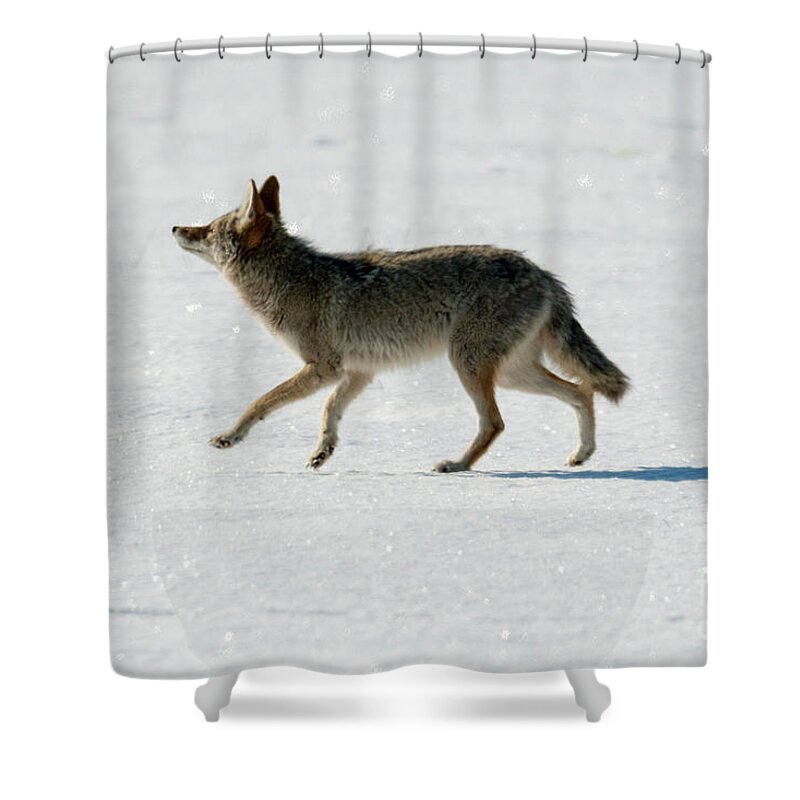 Coyote Shower Curtain featuring the photograph Looking up by Michael Dawson