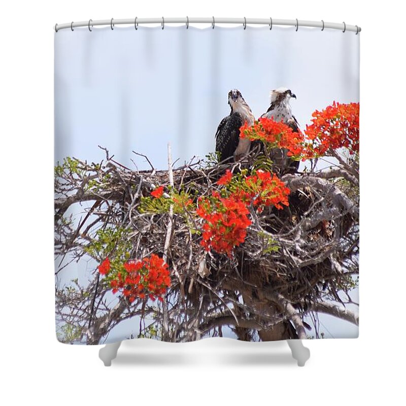 Osprey Shower Curtain featuring the photograph Lookout Post by Sheri McLeroy