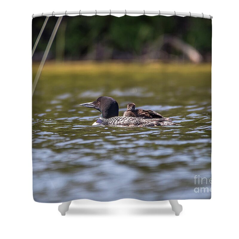 Wildlife Shower Curtain featuring the photograph Loon and Chick -9494 by Norris Seward