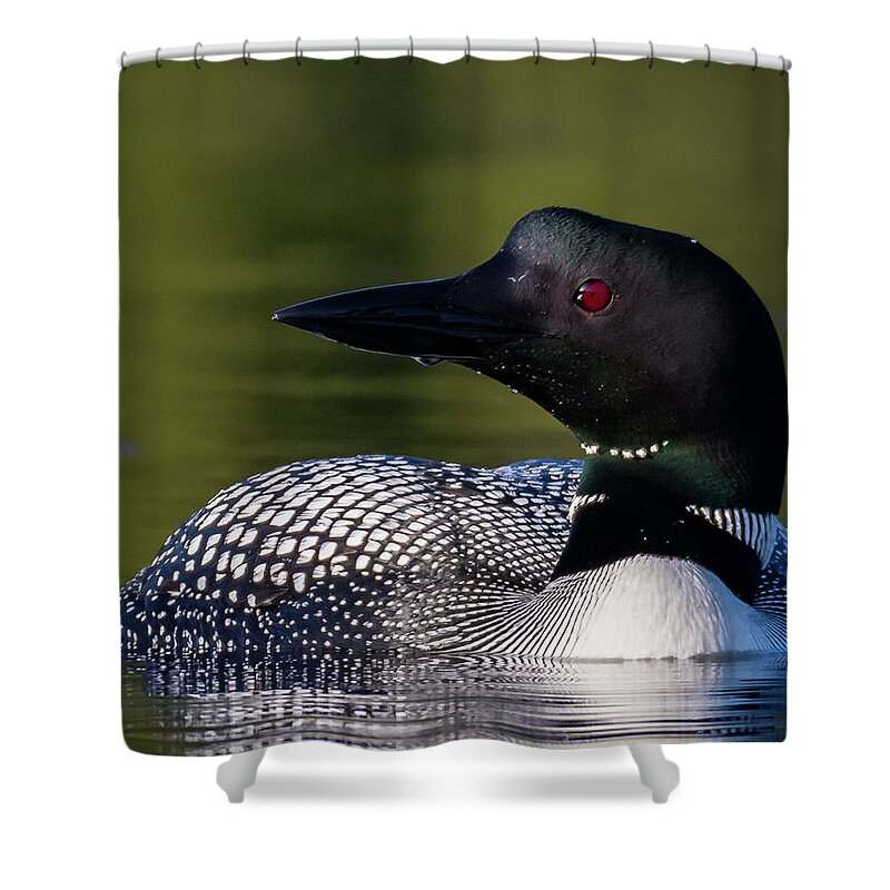 Bird Shower Curtain featuring the photograph Loon Close Up by Darryl Hendricks