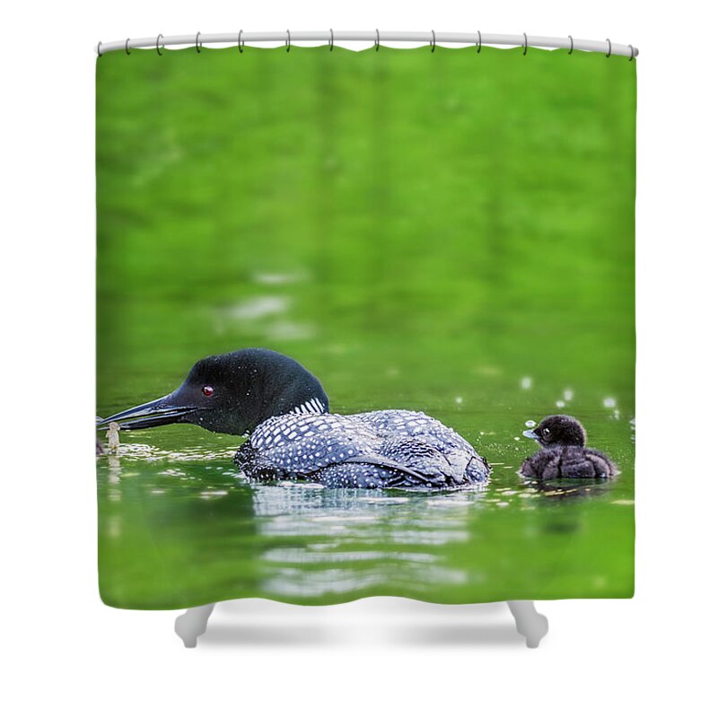 Common Loon Shower Curtain featuring the photograph Loon with Chicks by Peg Runyan
