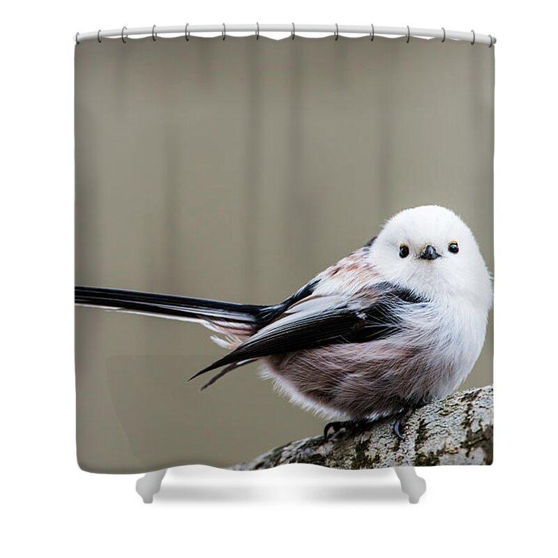 Long-tailed Tit Shower Curtain featuring the photograph Loong tailed by Torbjorn Swenelius