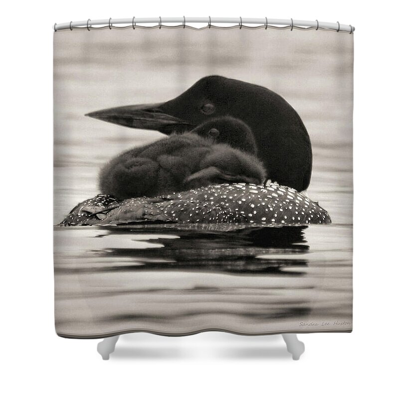 Common Loon Shower Curtain featuring the photograph Loons, Father and Son Square by Sandra Huston