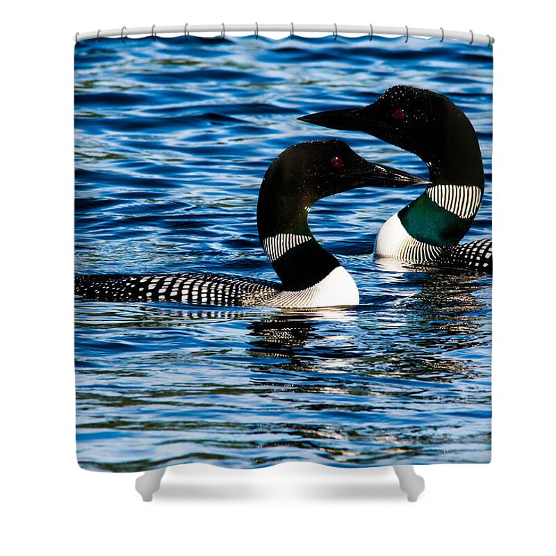 Birds Shower Curtain featuring the photograph Loons on a New Hampshire Lake by Steve Brown