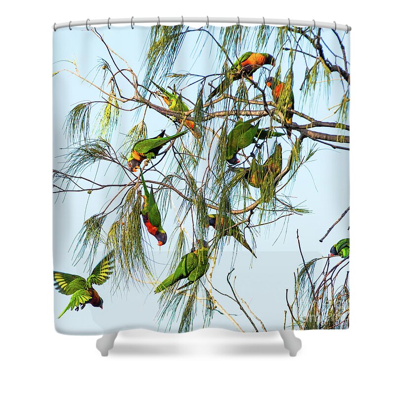 2017 Shower Curtain featuring the photograph Lorikeets swarming from tree to tree by Andrew Michael
