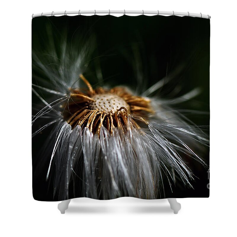 Dandelion Shower Curtain featuring the photograph Losing It by Lois Bryan