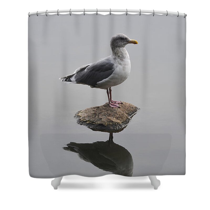 Seagull Shower Curtain featuring the photograph Lost in the Lagoon by Richard Andrews