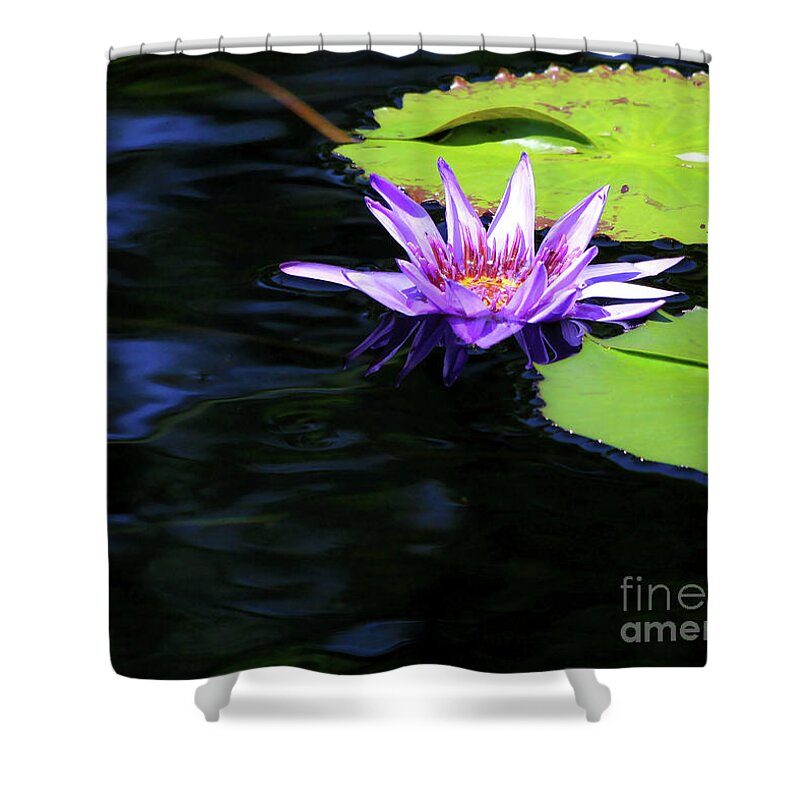 Lotus Shower Curtain featuring the photograph Lotus and Dark Water Refection by Paula Guttilla