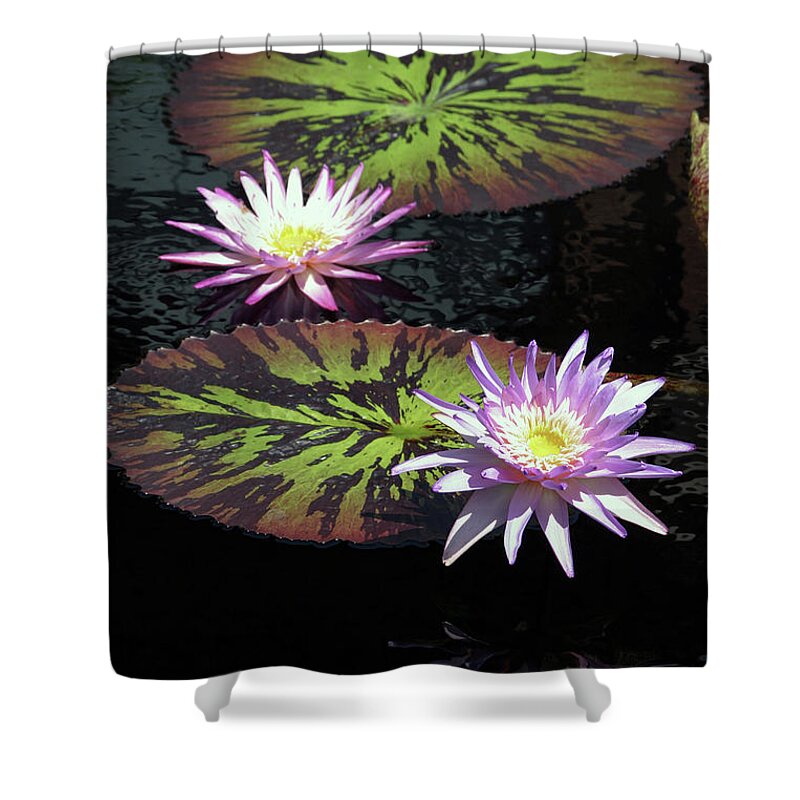 Lotus Shower Curtain featuring the photograph Lotus and Speckled Lily Pads 2928 H_2 by Steven Ward