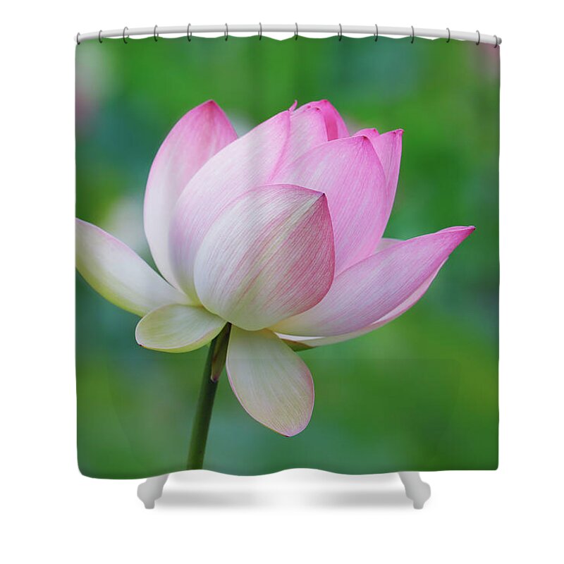 Lotus Flower Shower Curtain featuring the photograph Lotus Bloom by Ram Vasudev