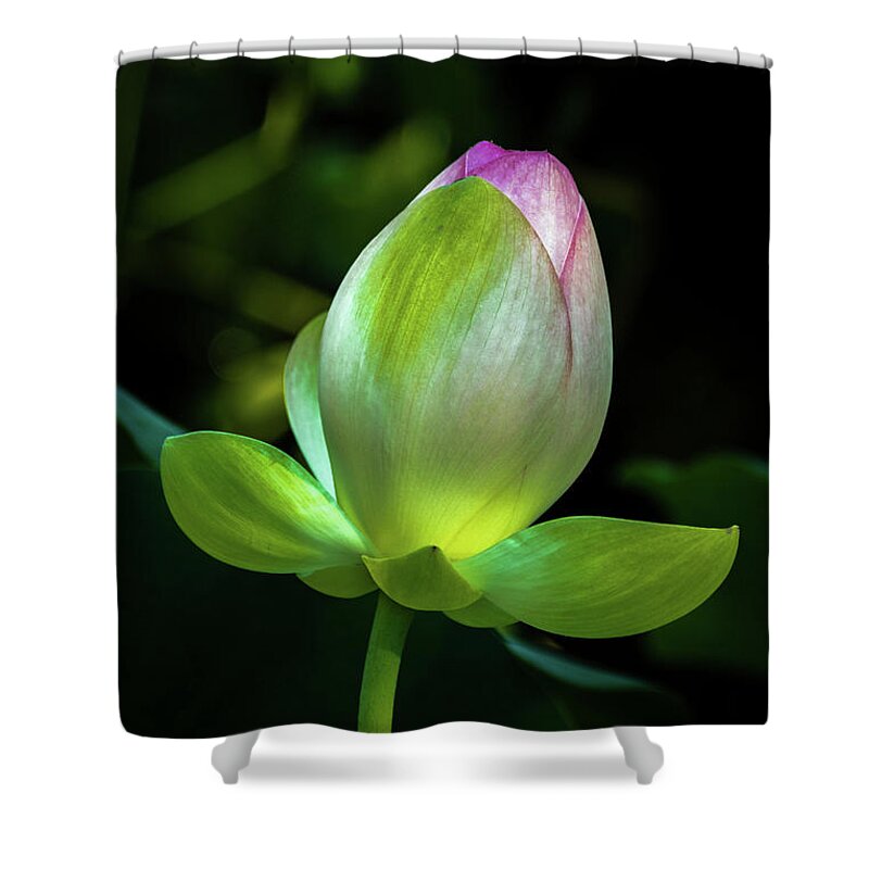 Jay Stockhaus Shower Curtain featuring the photograph Lotus Blossom by Jay Stockhaus