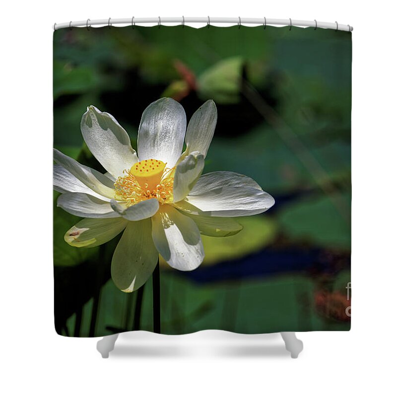 Lotus Shower Curtain featuring the photograph Lotus Blossom by Paul Mashburn
