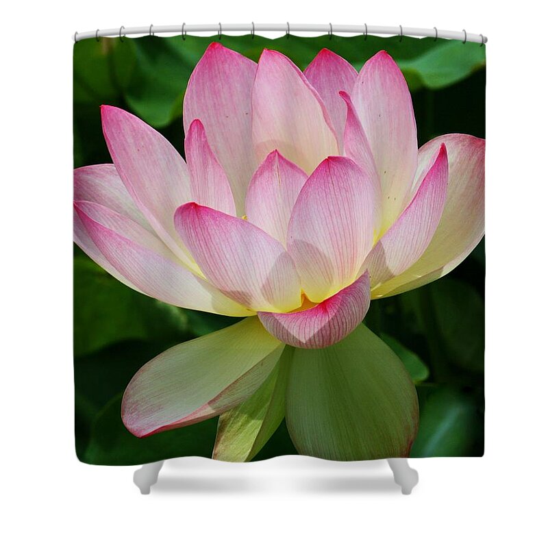 Kenilworth Aquatic Gardens Shower Curtain featuring the photograph Lotus Blossom by Suzanne Stout