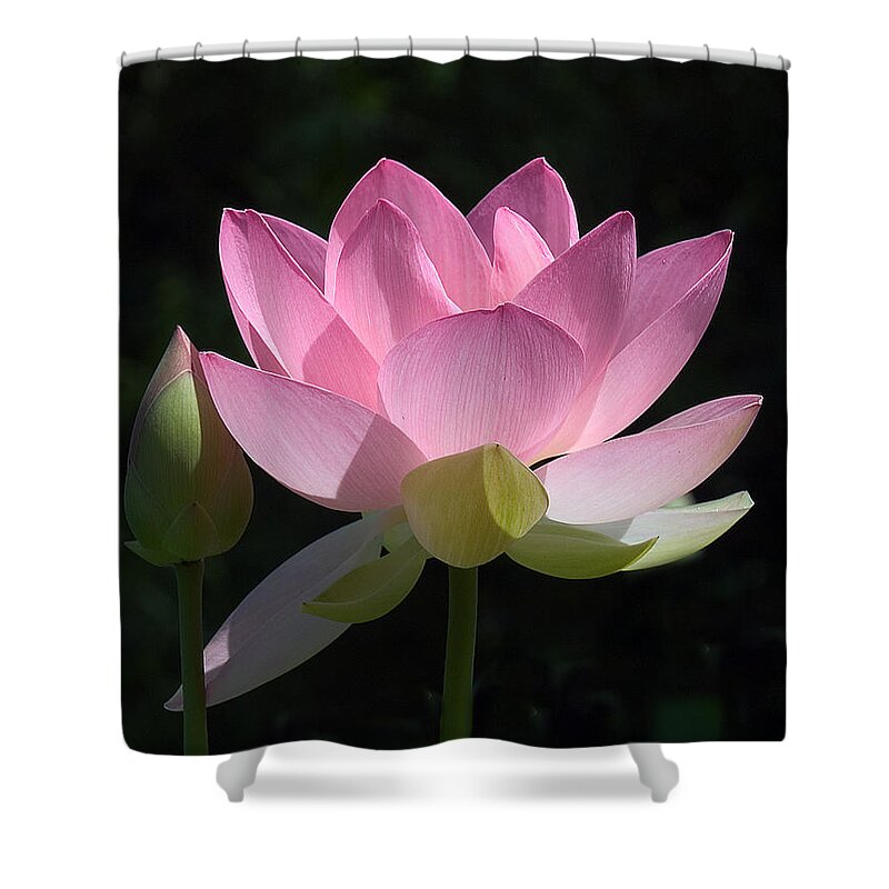 : Shower Curtain featuring the photograph Lotus Bud--Snuggle Bud DL005 by Gerry Gantt