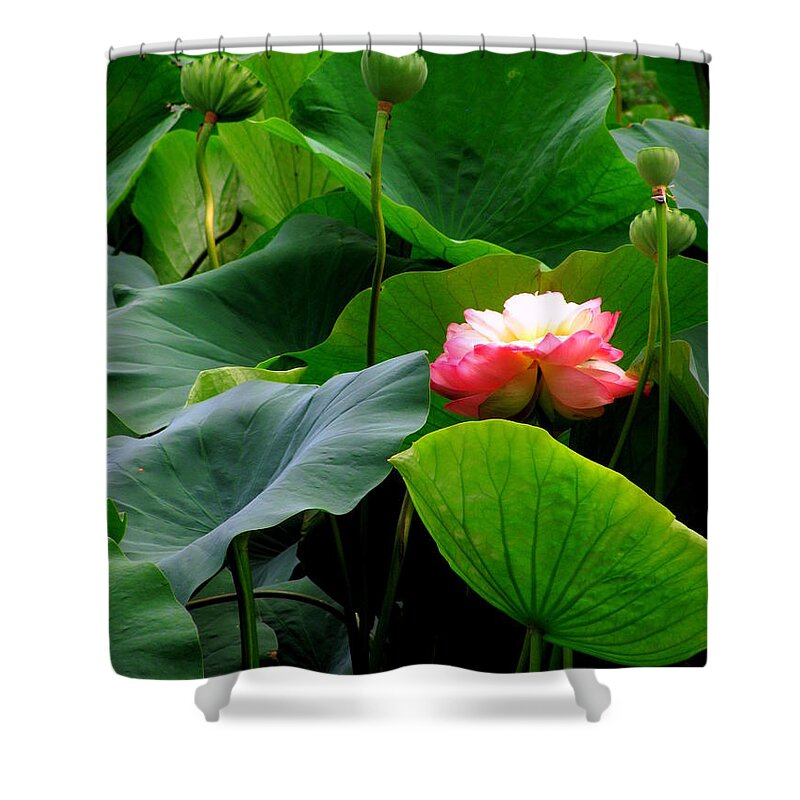 Lotus Shower Curtain featuring the photograph Lotus Forms by Deborah Crew-Johnson