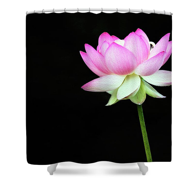 Lotus Shower Curtain featuring the photograph Lotus in the Pink by Art Cole