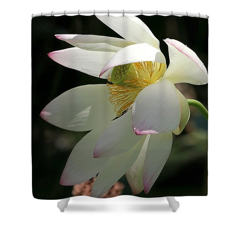Lotus Shower Curtain featuring the photograph Lotus Under Cover by Sabrina L Ryan