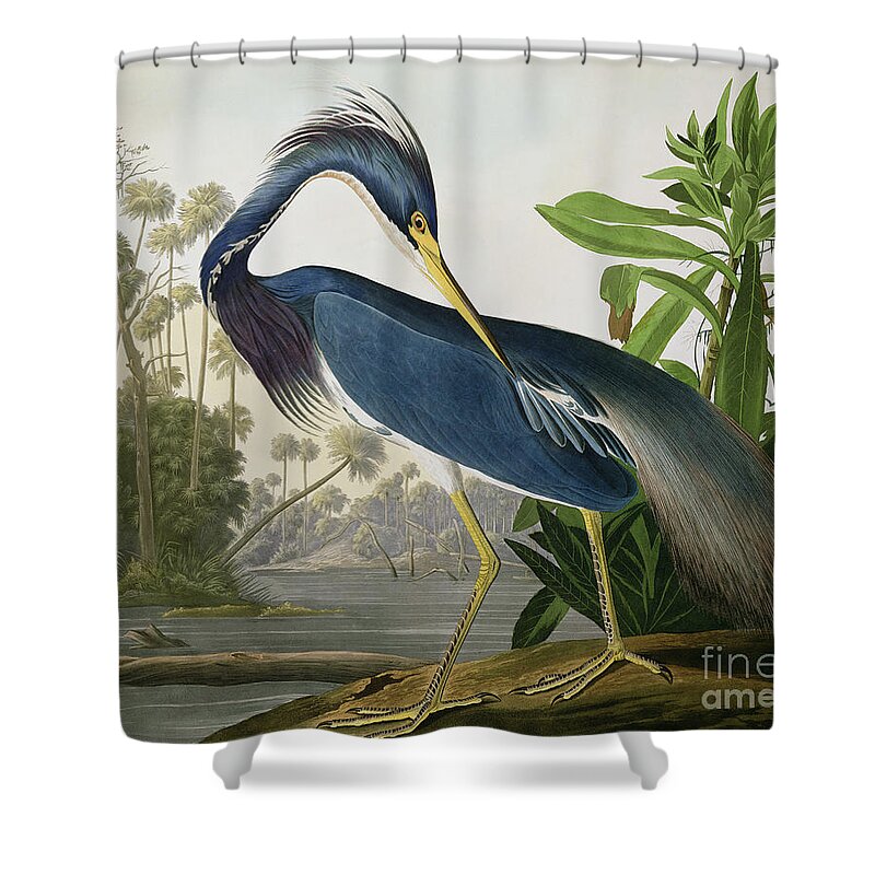 Louisiana Heron Shower Curtain featuring the painting Louisiana Heron by John James Audubon