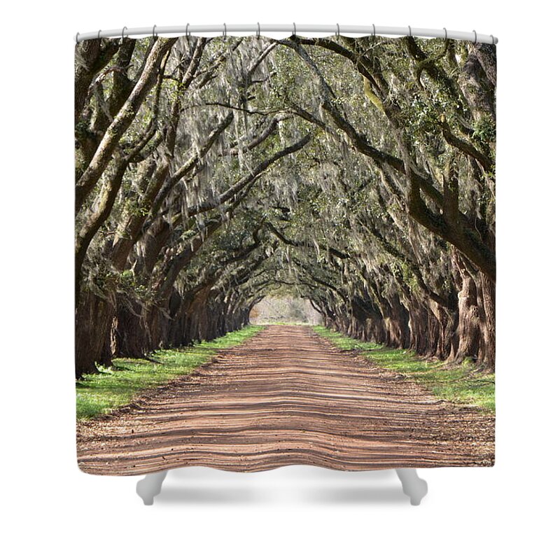 Oak Shower Curtain featuring the photograph Louisiana Oaks by Charlotte Schafer