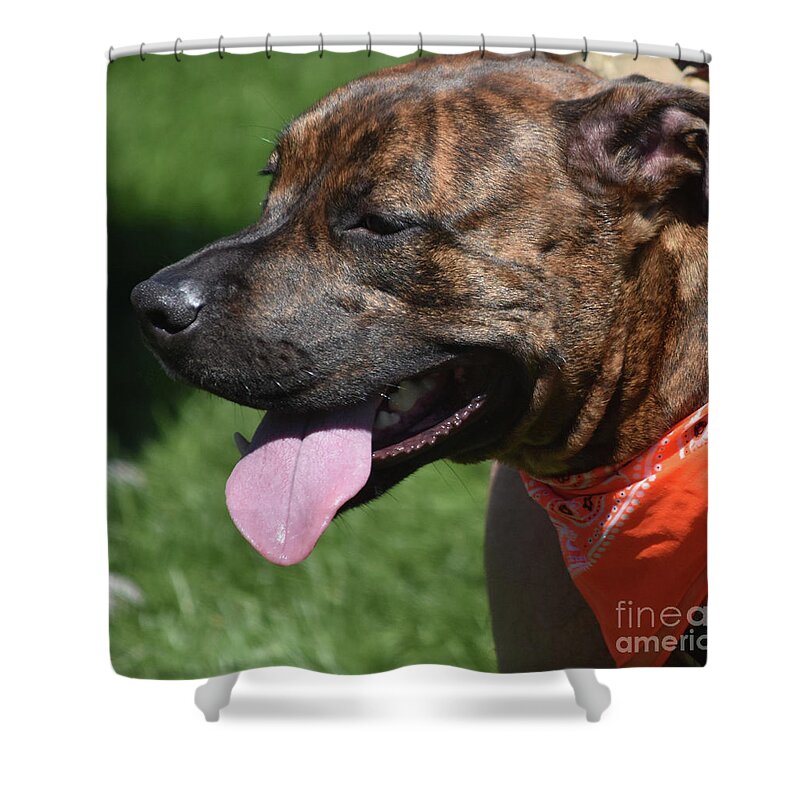 Pit-bull Shower Curtain featuring the photograph Lovable Pitbull Tired From Plating with Friends by DejaVu Designs