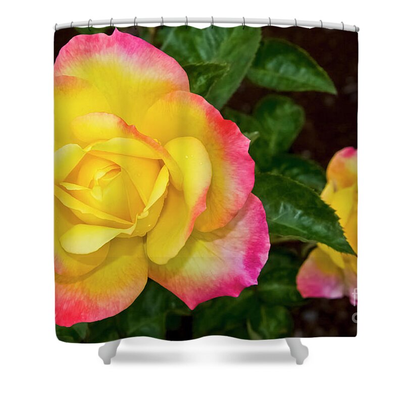 All American Rose Selection Shower Curtain featuring the photograph Floral Rose World's Highest Rose Award Winner 2002 Maui Hawaii by Jim Cazel
