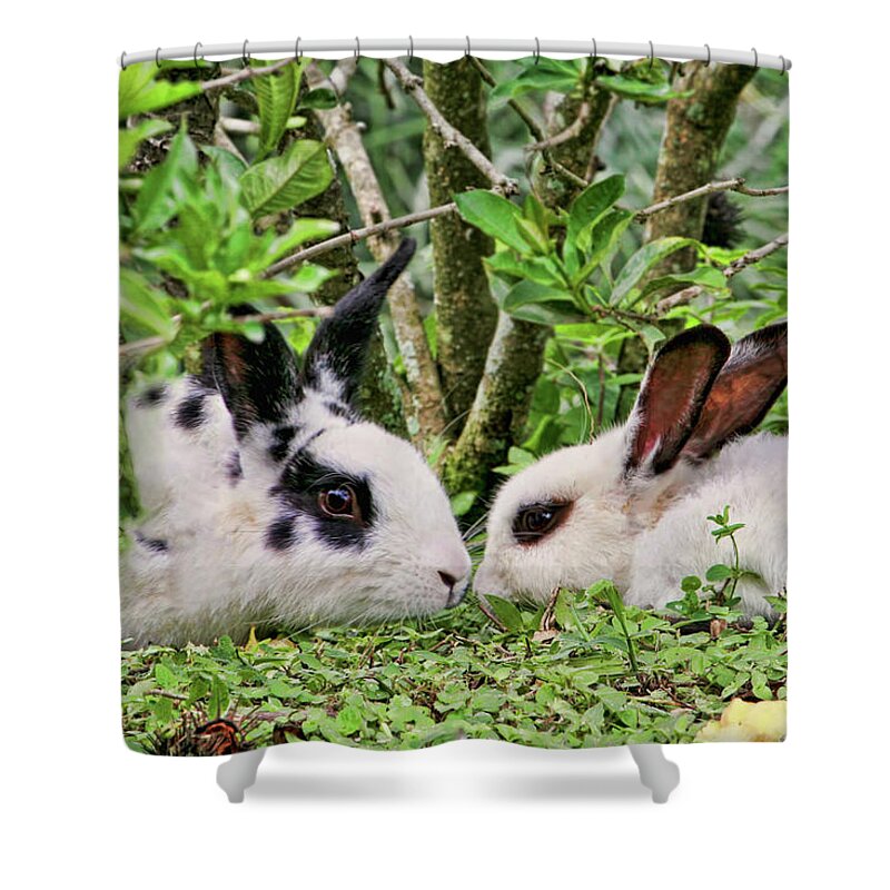 Rabbits Shower Curtain featuring the photograph Love Bunnies in Costa Rica by Peggy Collins