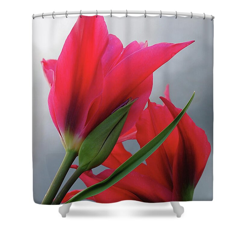 Tulips Shower Curtain featuring the photograph Love by Rona Black