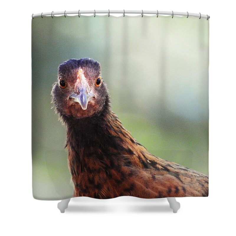 Chickens Hen Pose Nature Wild Wildlife Animal Bird Bird-watching Comical Funny Bird Photography Shower Curtain featuring the photograph Love That Smile by Jan Gelders