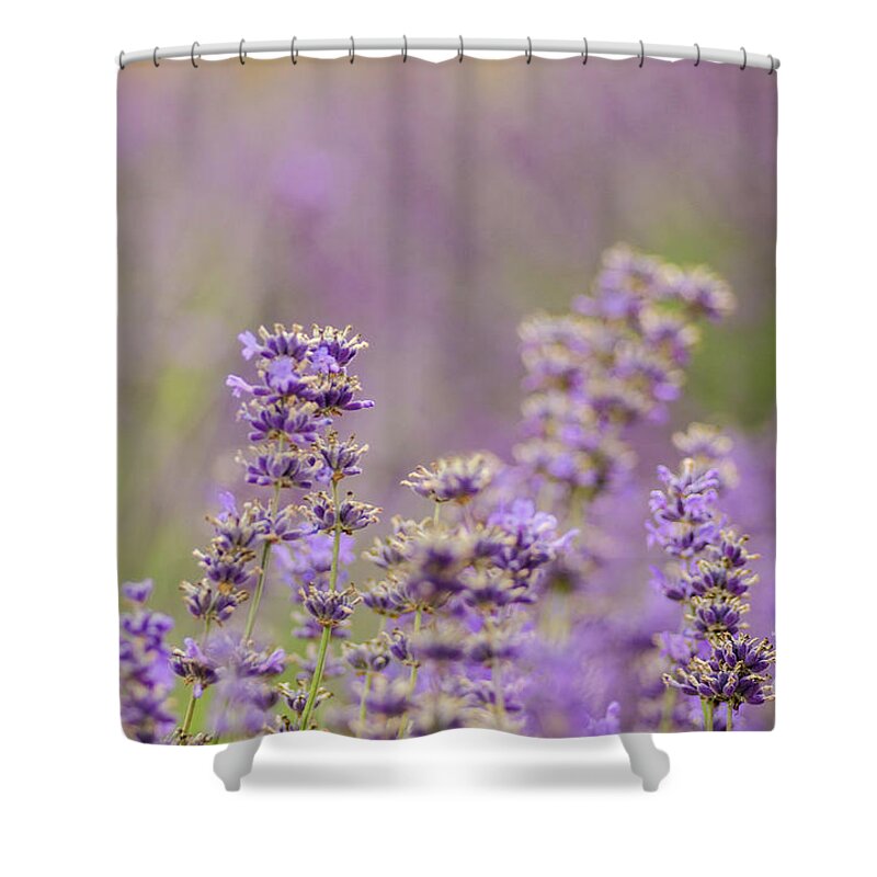 Natural Shower Curtain featuring the photograph Lovely Lavender by Nick Boren