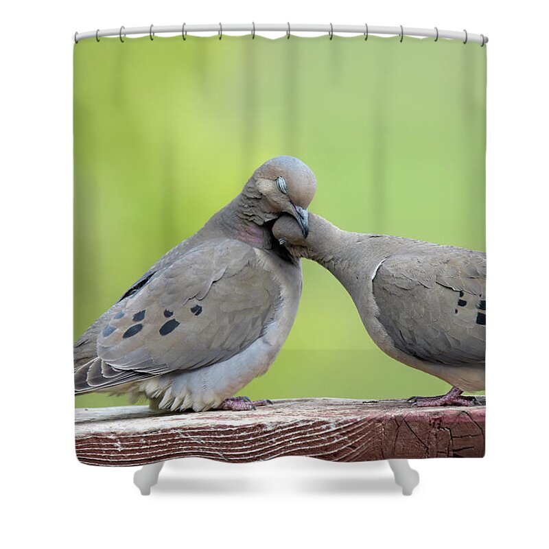 Mourning Doves Shower Curtain featuring the photograph Lovey Doveys by Judi Dressler