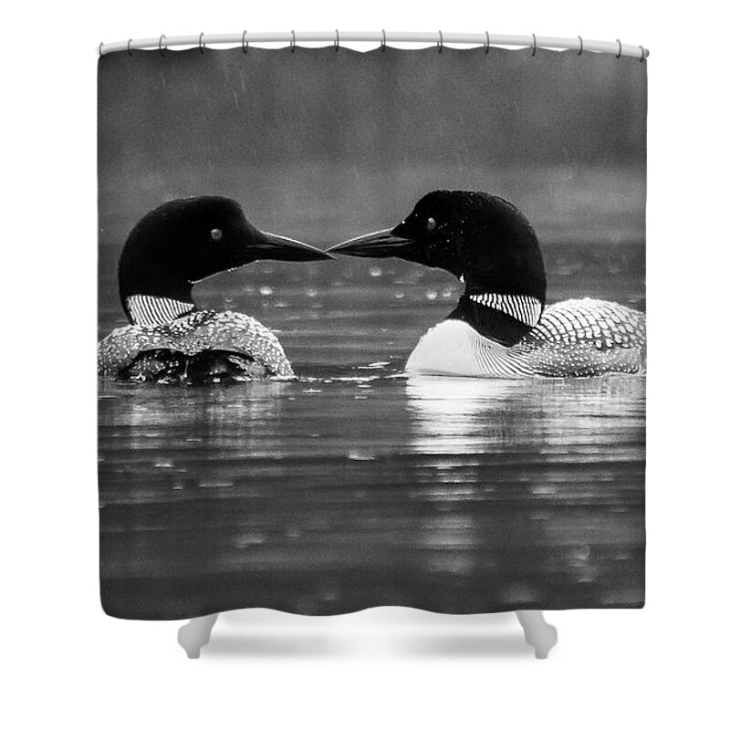 Black And White Shower Curtain featuring the photograph Loving Loons by Darryl Hendricks