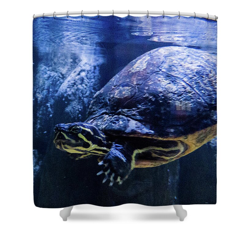 Orcinus Fotograffy Shower Curtain featuring the photograph Low Down Yellowbelly by Kimo Fernandez