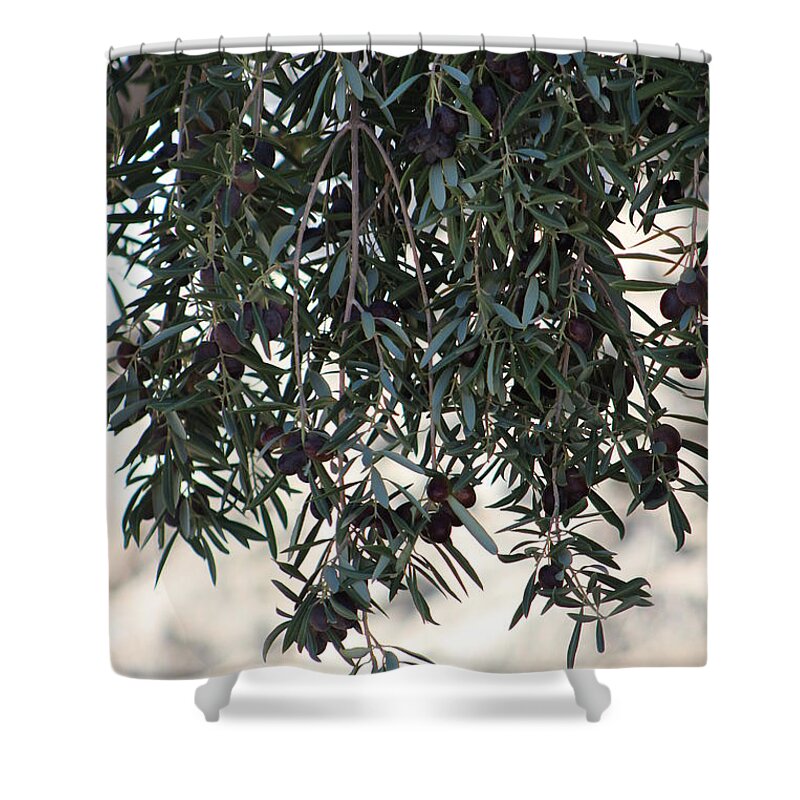 Olive Tree Shower Curtain featuring the photograph Low Hanging Fruit An Olive Tree by Colleen Cornelius