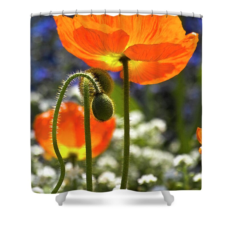 Poppy Shower Curtain featuring the photograph Lucid poppy by Heiko Koehrer-Wagner